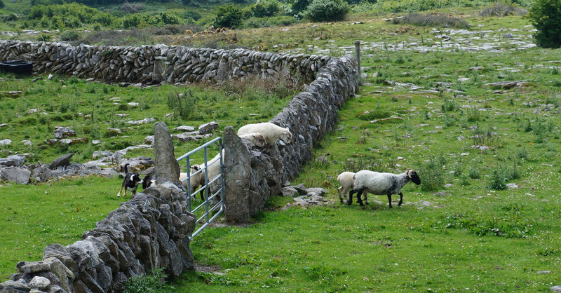 Sheep performing for tourists