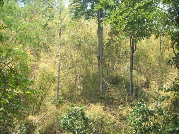 Bamboo Rainforest