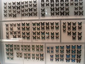 Butterfly Species