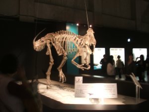 Dinorsaur Exhibit
