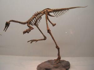 Dinorsaur Exhibit 5