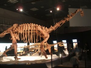 Dinorsaur Exhibit 6