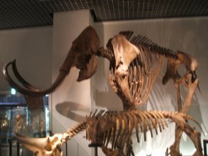 Dinorsaur Exhibit 11