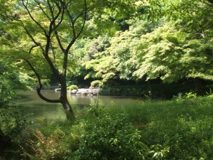 Koishikawa Korakuen Gardens 14