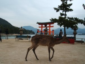 Deer At The Floating Tori Gate