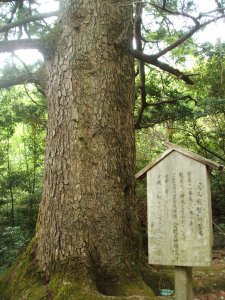 Tree Shrine