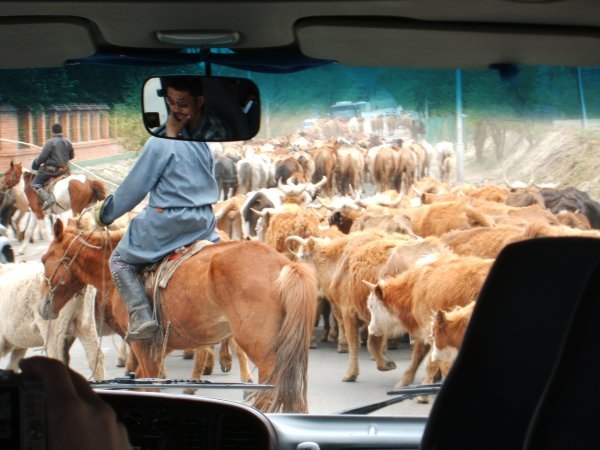 Cattle, Horses & Camels Driven Down The Road