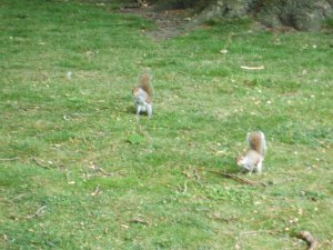 Squirrels In St James Park