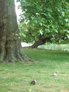 Squirrels In St James Park 2