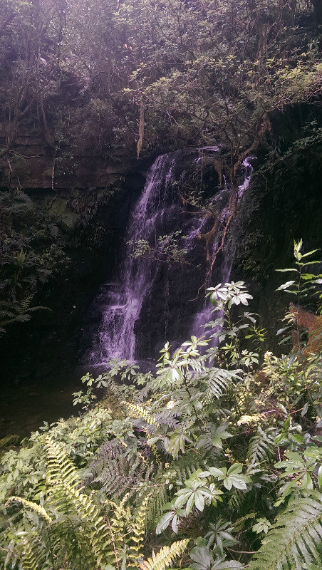 Matai Falls 7