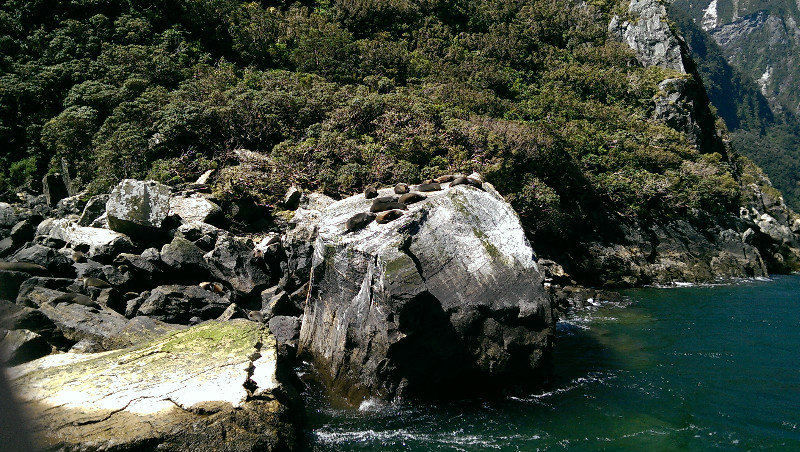 Milford Sound - Seals 3
