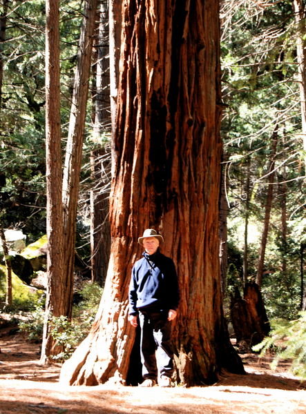 Redwoods of yosemite