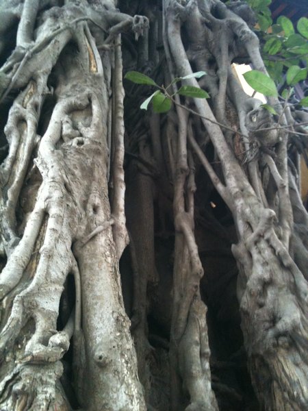 Hanoi tree