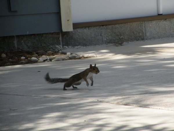 L'écureuil en pleine action