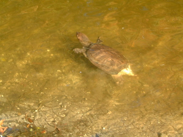 Alice Lake - tortue