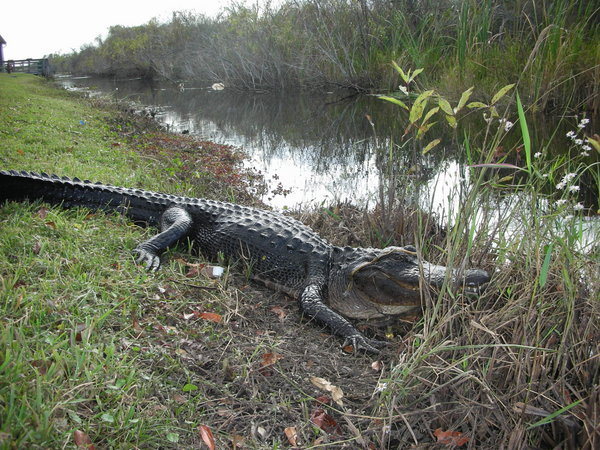 Alligator en liberté