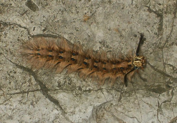 Giant Hairy Caterpillar