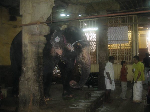 An elephant inside blessing visitors