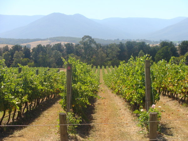 Vineyards of Yarra County, Australia