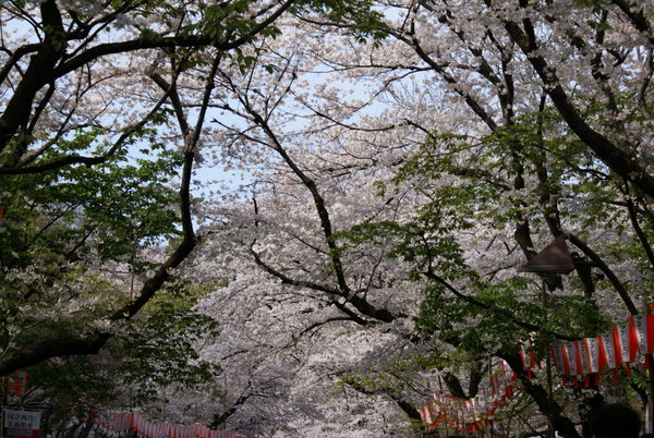 Ueno Park Sakura