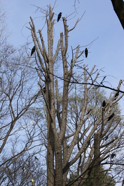 Karusa (crow) Tree