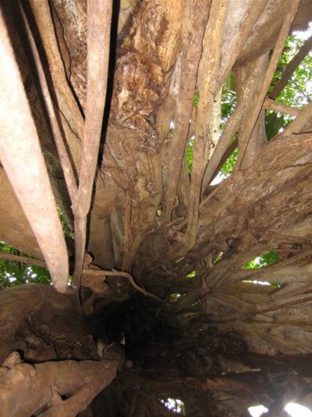 Inside a fig strangler tree