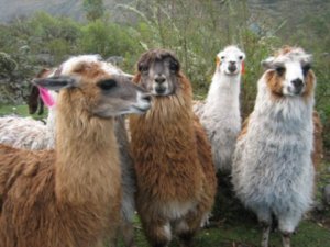 Our llamas