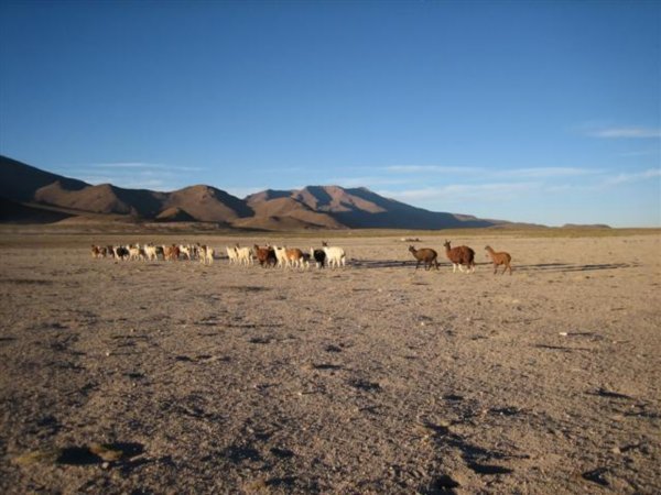 Llamas in the desert