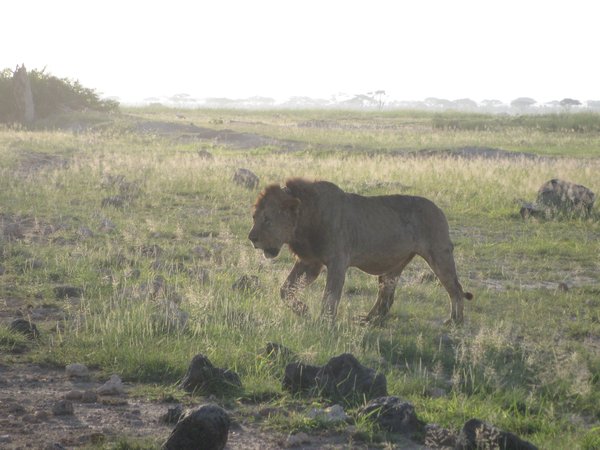 Male lions passing us by