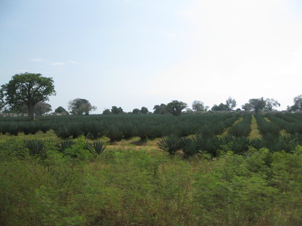 Aloe vera plantations