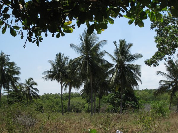 Heathly green coconut trees