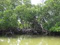 Mangrove forests