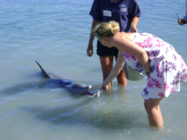 Hayley feeding the dolphins (finally!)
