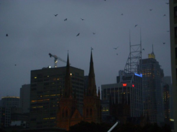 Bats over Sydney