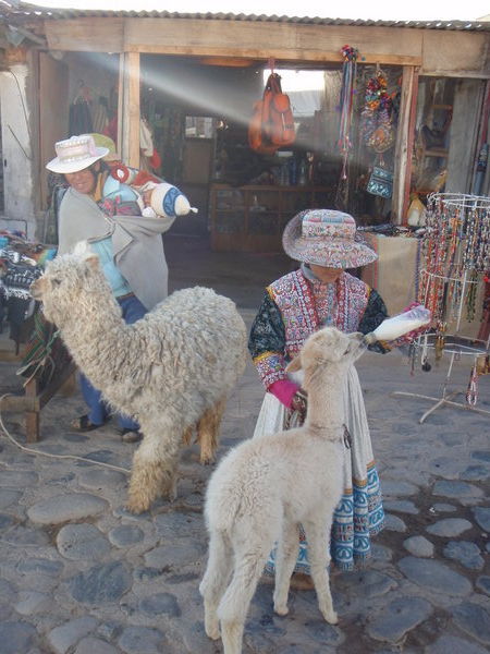 Locals feeding their Llamas