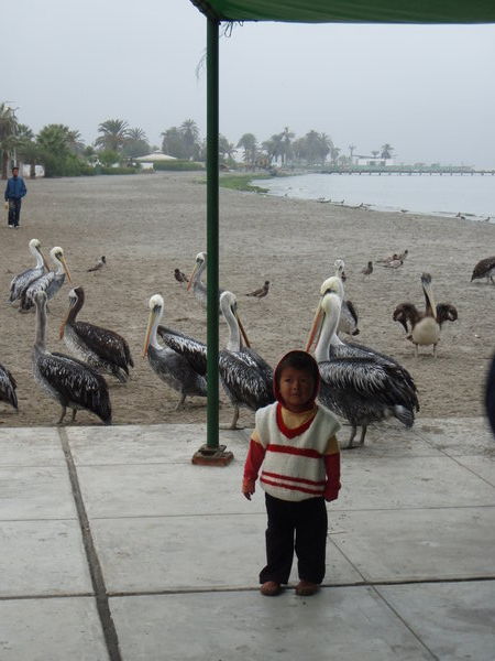 Pelicans and Peruvian Child