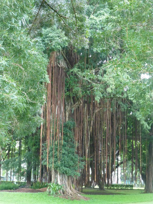 Banyon Tree Japanese Gardens