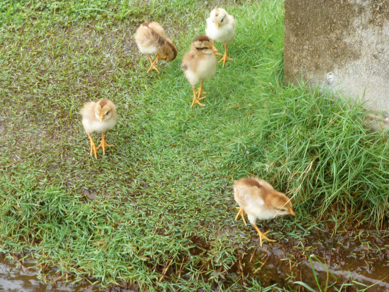 Island Chicks