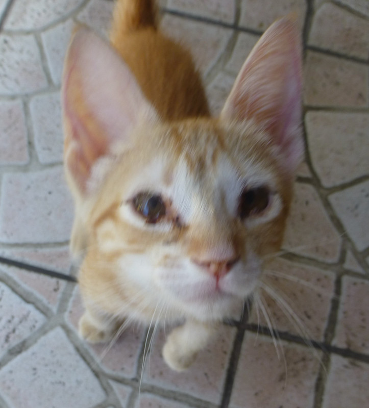 Tahitian Kitten