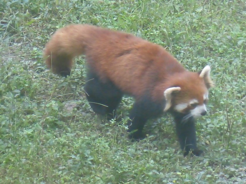 Red Panda