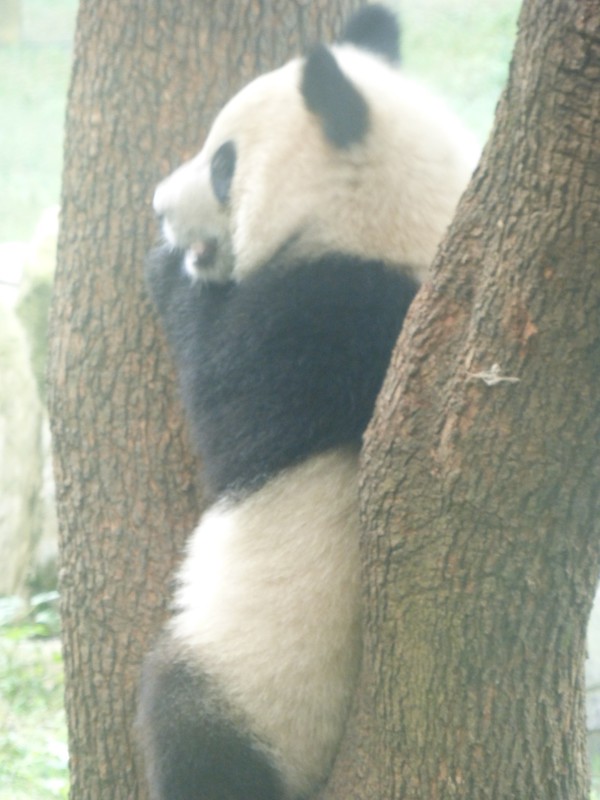 Baby Giant Panda up a tree