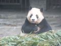 Giant Panda with Bamboo Shoots