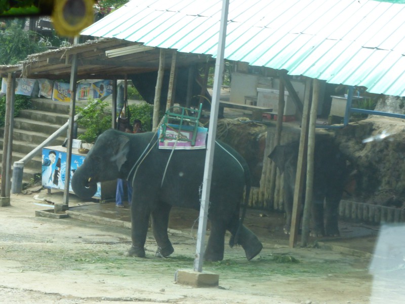 Elephants in Phuket