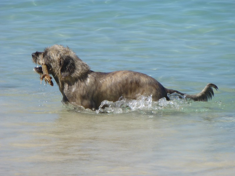 Beach Dog Retreiving Sticks