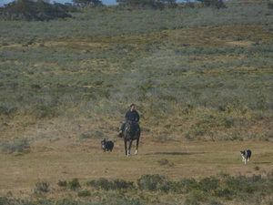 1 Gaucho herding sheep with dogs