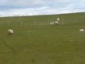 Plains and sheep of Orkney Island