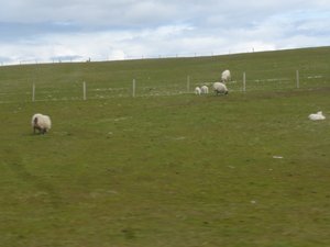 Plains and sheep of Orkney Island