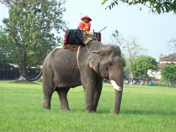 Elephant in the forbidden city of Hue