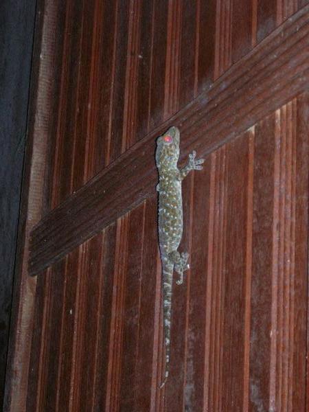 Big Gecko