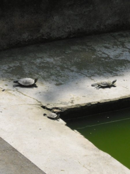 turtles in the well